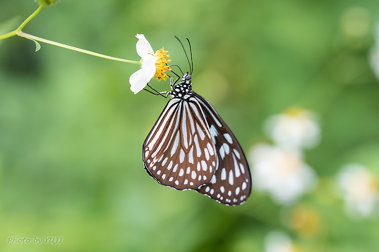 リュウキュウアサギマダラ Ideopsis similis