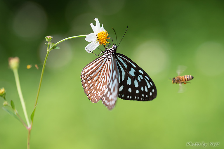 リュウキュウアサギマダラ Ideopsis similis