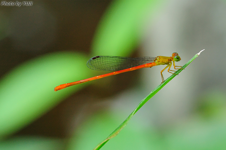 リュウキュウベニイトトンボ Ceriagrion latericium ryukyuanum