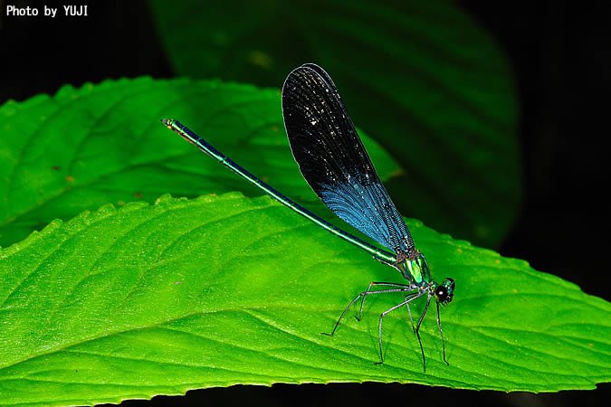 リュウキュウハグロトンボ Matrona japonica