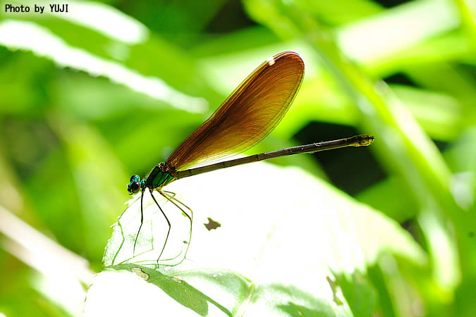 リュウキュウハグロトンボ Matrona japonica