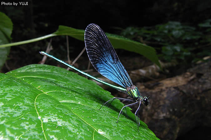 リュウキュウハグロトンボ Matrona japonica