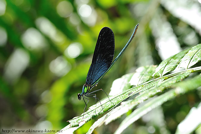 リュウキュウハグロトンボ Matrona japonica