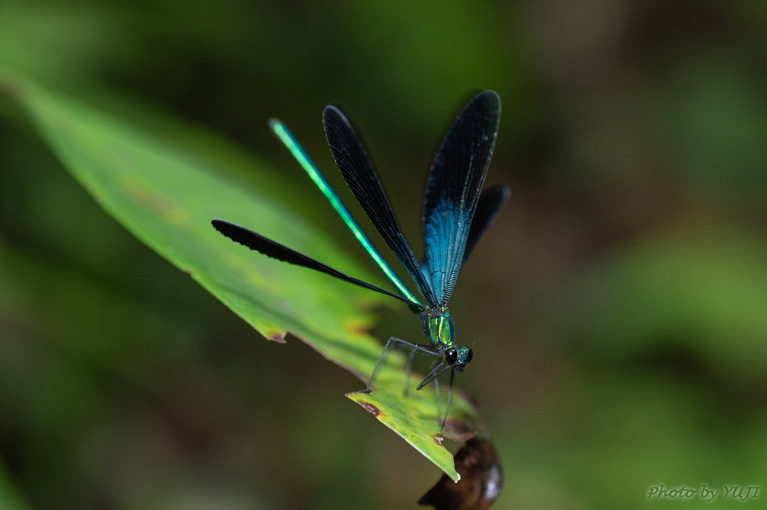 リュウキュウハグロトンボ Matrona japonica