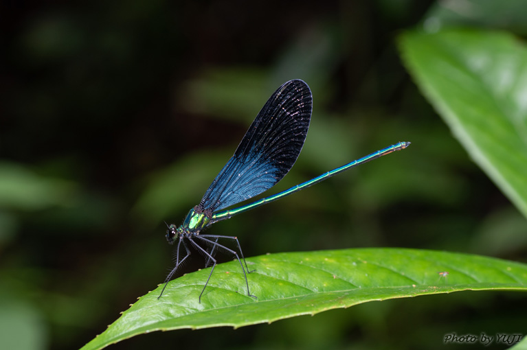 リュウキュウハグロトンボ Matrona japonica