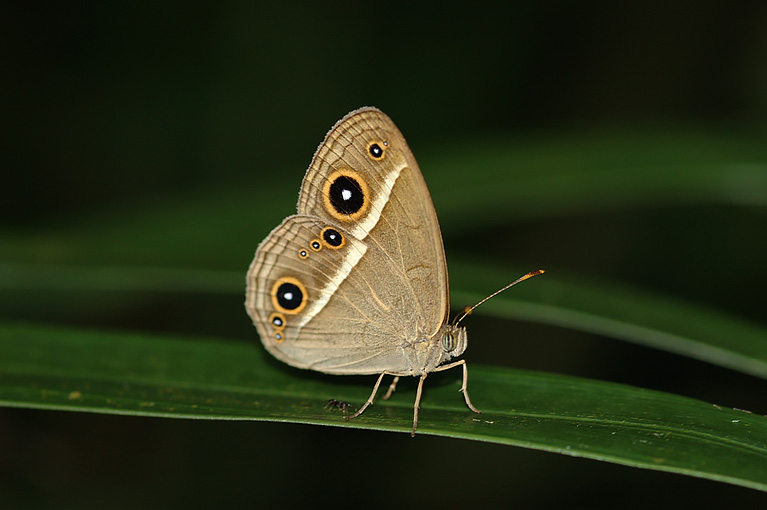 リュウキュウヒメジャノメ Mycalesis madjicosa