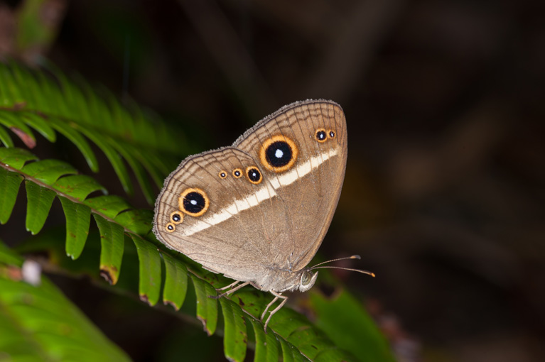 リュウキュウヒメジャノメ Mycalesis madjicosa