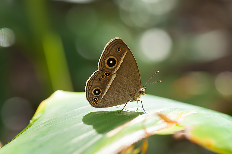 リュウキュウヒメジャノメ Mycalesis madjicosa