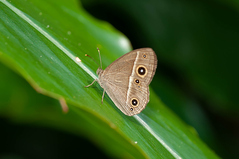 リュウキュウヒメジャノメ Mycalesis madjicosa