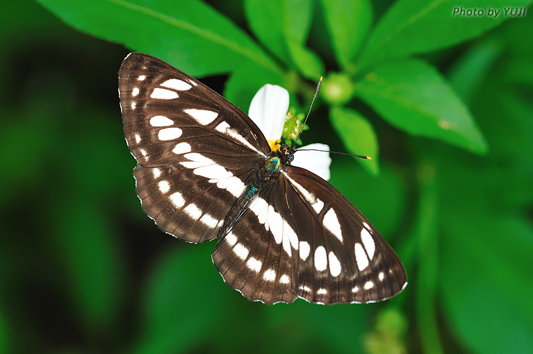 リュウキュウミスジ Neptis hylas luculenta