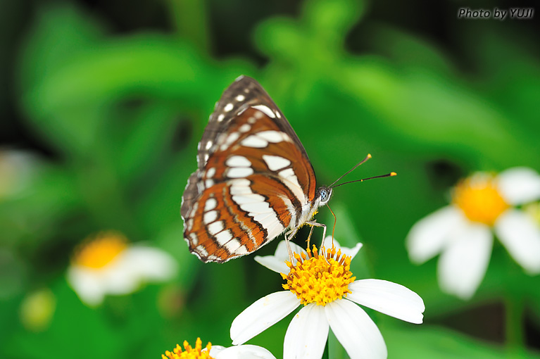 リュウキュウミスジ Neptis hylas luculenta