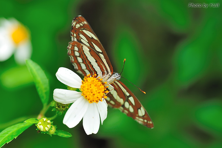 リュウキュウミスジ Neptis hylas luculenta