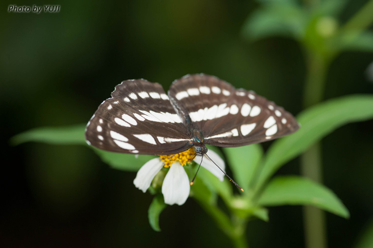 リュウキュウミスジ Neptis hylas luculenta