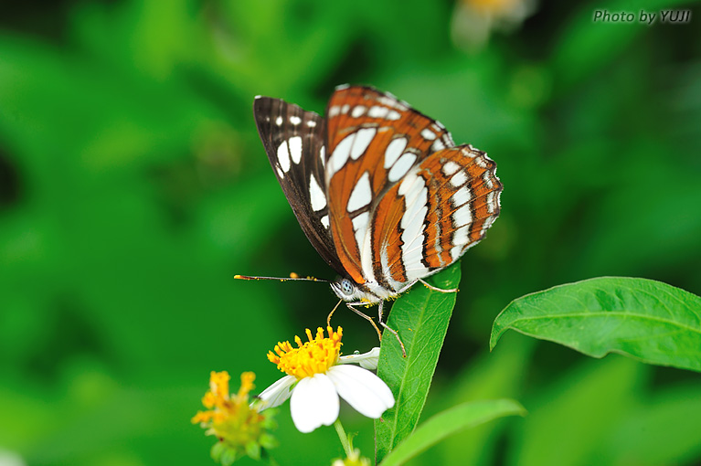 リュウキュウミスジ Neptis hylas luculenta