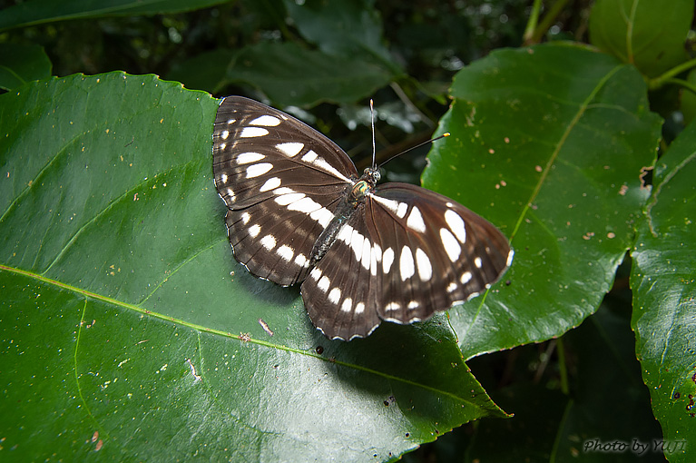 リュウキュウミスジ Neptis hylas luculenta