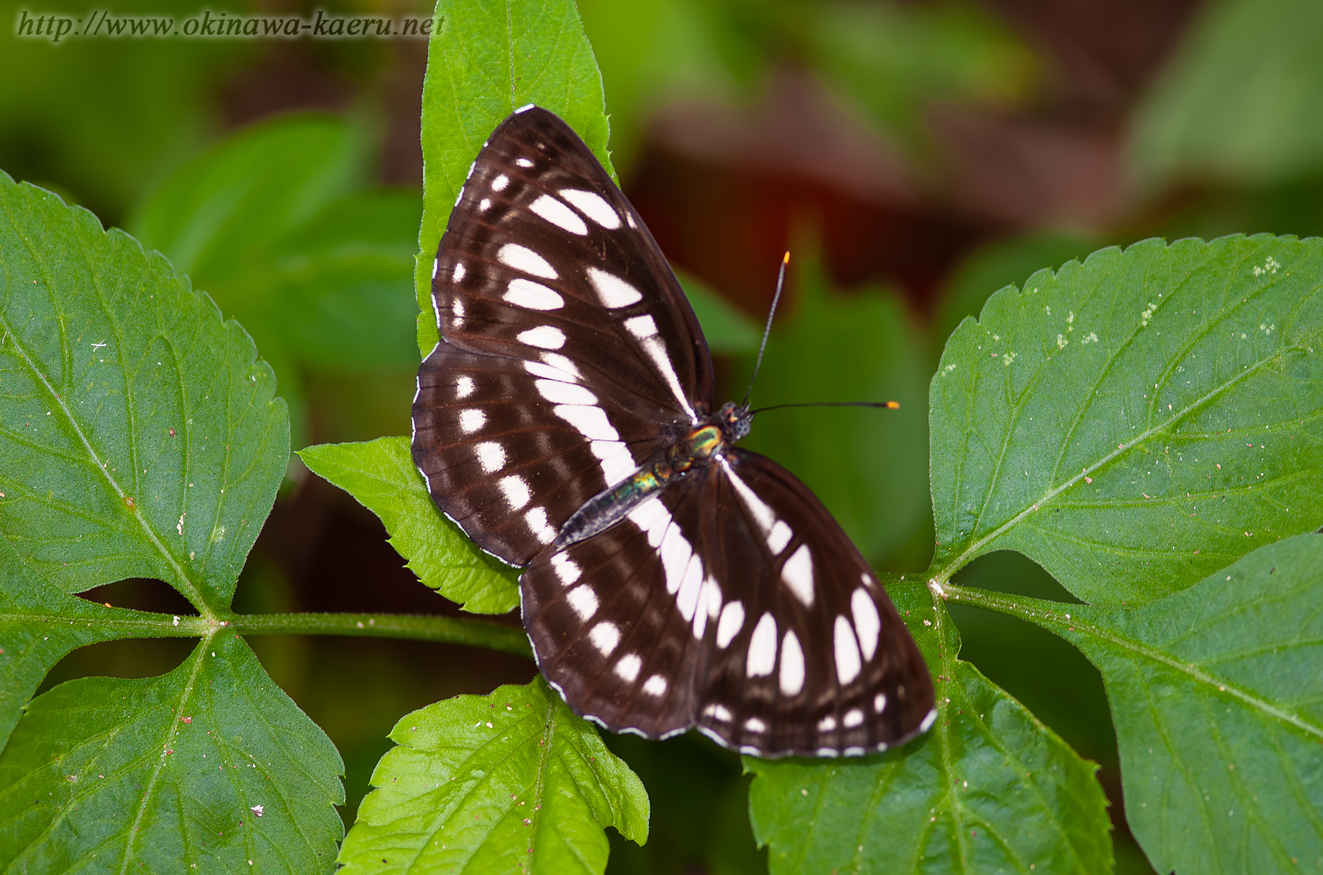 リュウキュウミスジの画像