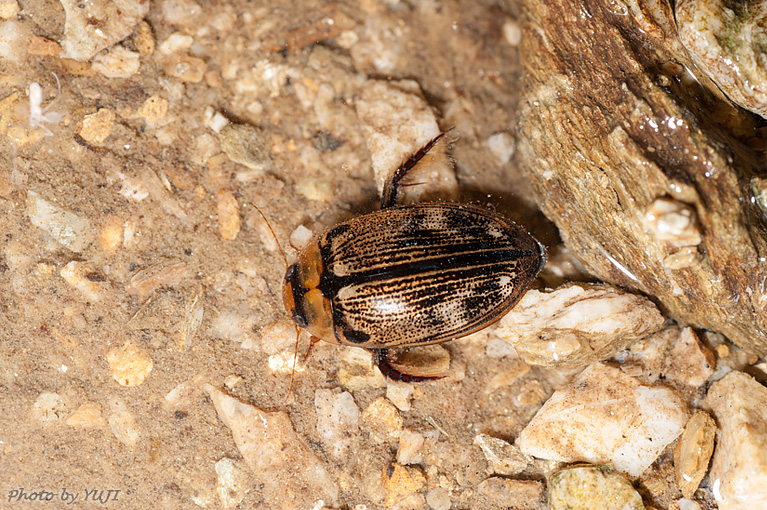 リュウキュウオオイチモンジシマゲンゴロウ Hydaticus conspersus sakishimanus