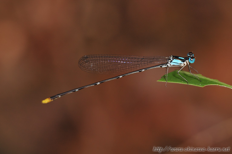 リュウキュウルリモントンボ Coeliccia ryukyuensis ryukyuensis