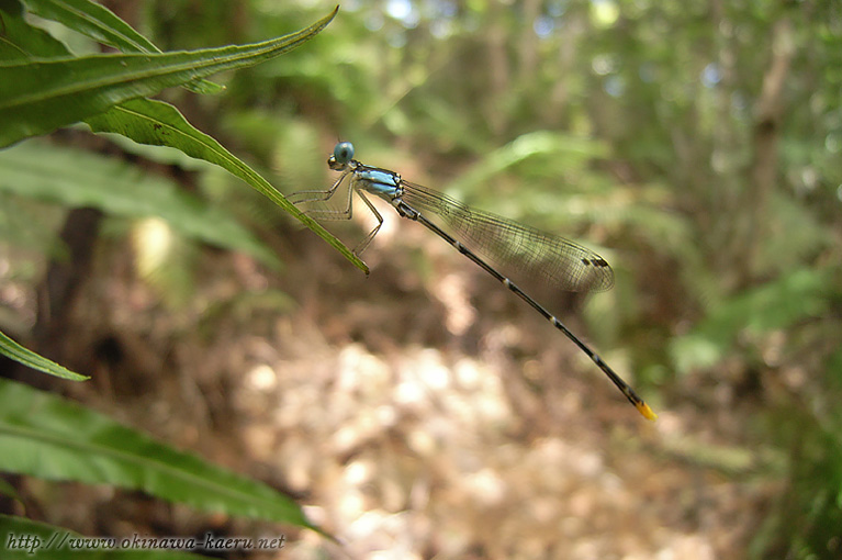 リュウキュウルリモントンボ Coeliccia ryukyuensis ryukyuensis