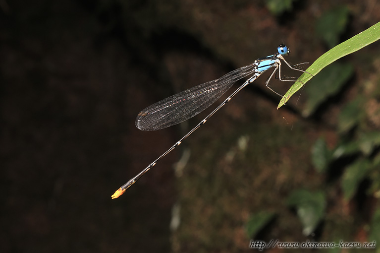 リュウキュウルリモントンボ Coeliccia ryukyuensis ryukyuensis