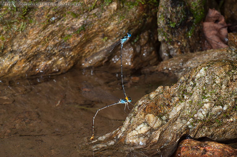 リュウキュウルリモントンボ Coeliccia ryukyuensis ryukyuensis