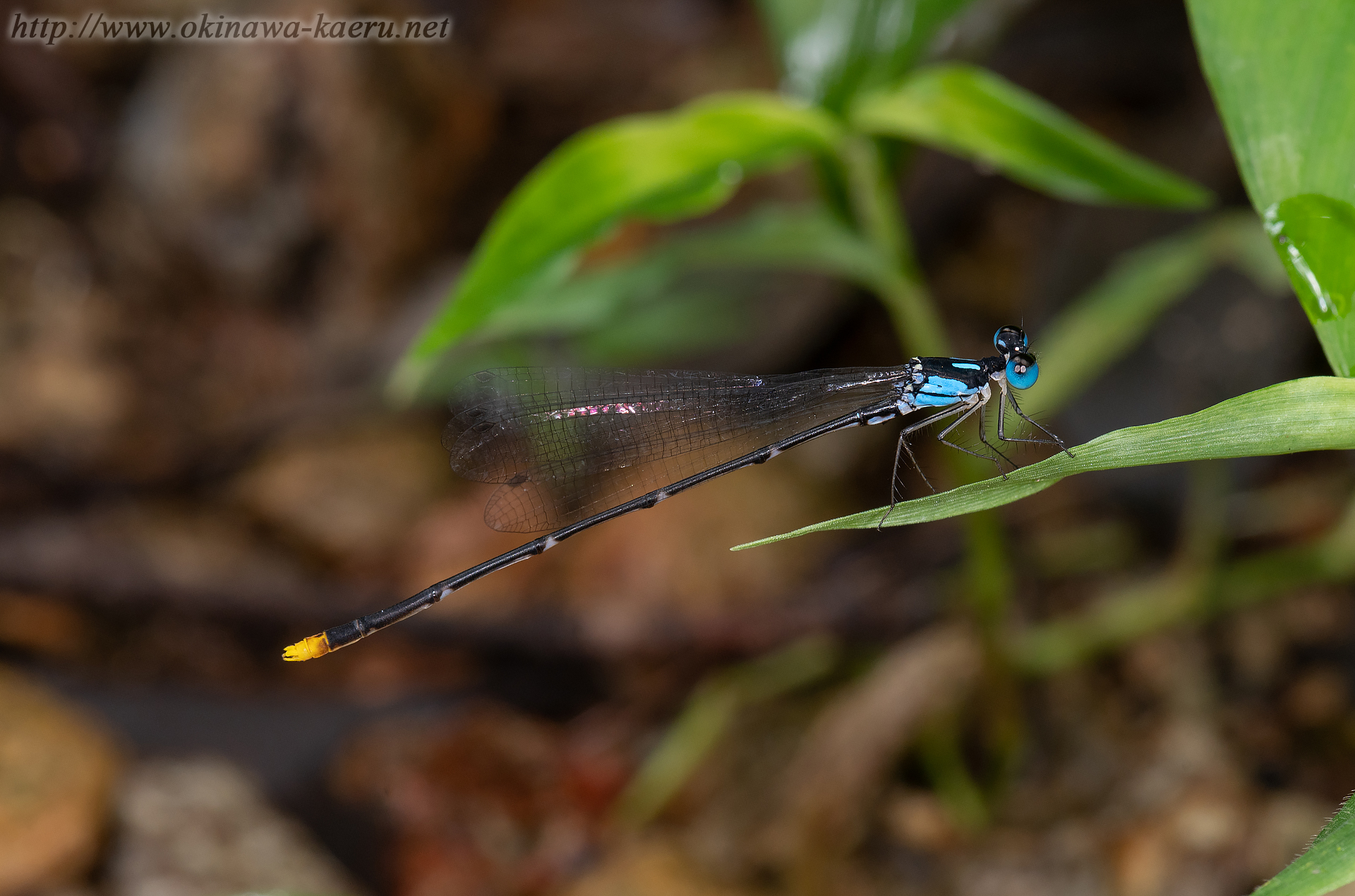 リュウキュウルリモントンボの画像