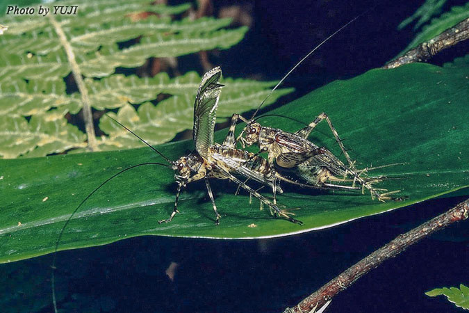 リュウキュウサワマツムシ Phaloria ryukyuensis