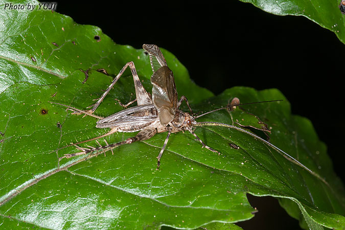 リュウキュウサワマツムシ Phaloria ryukyuensis