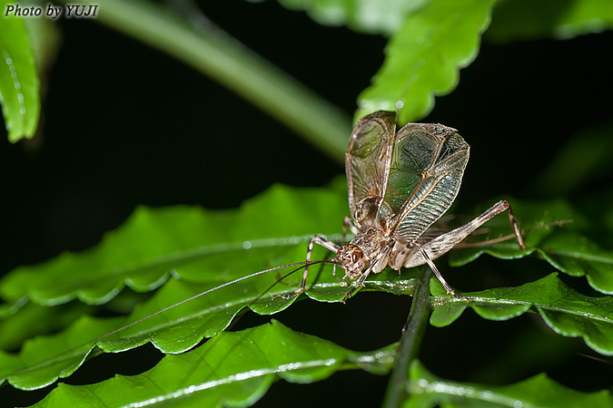 リュウキュウサワマツムシ Phaloria ryukyuensis