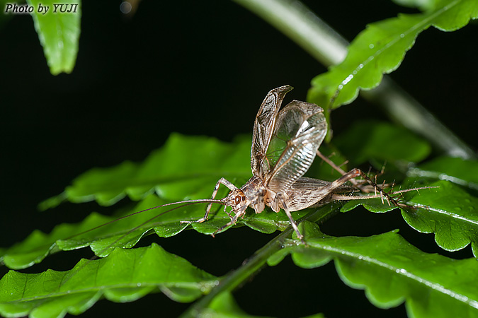 リュウキュウサワマツムシ Phaloria ryukyuensis