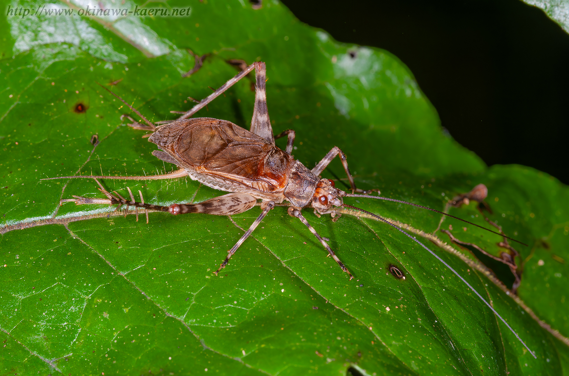 リュウキュウサワマツムシの画像