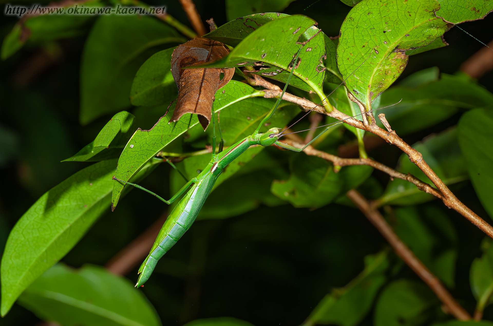 リュウキュウトビナナフシの画像