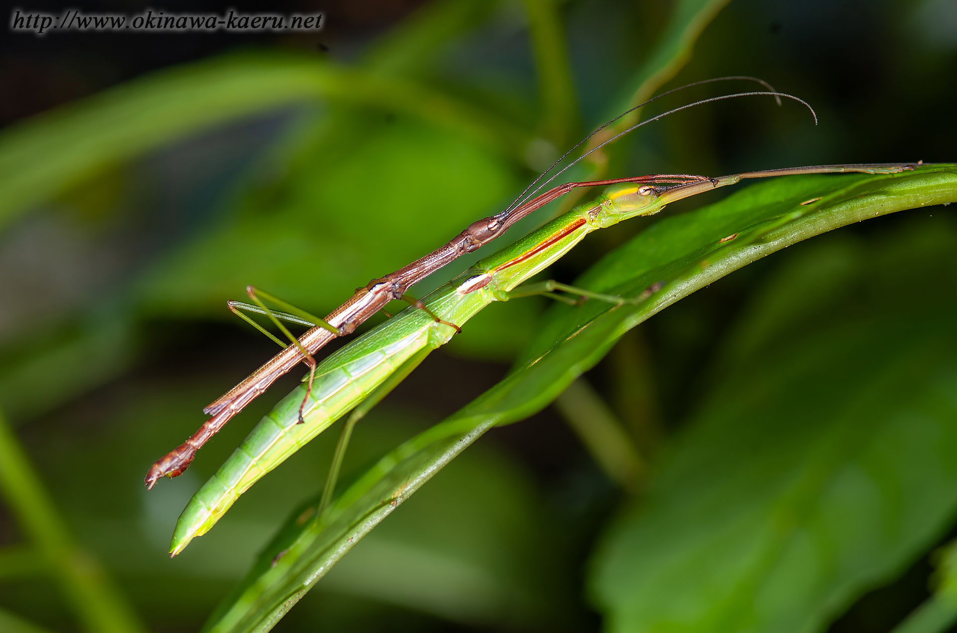 リュウキュウトビナナフシの画像