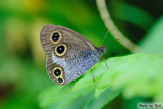 リュウキュウウラナミジャノメ Ypthima riukiuana