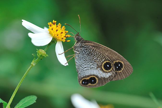 リュウキュウウラナミジャノメ Ypthima riukiuana