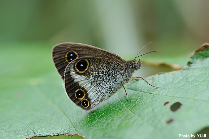 リュウキュウウラナミジャノメ Ypthima riukiuana