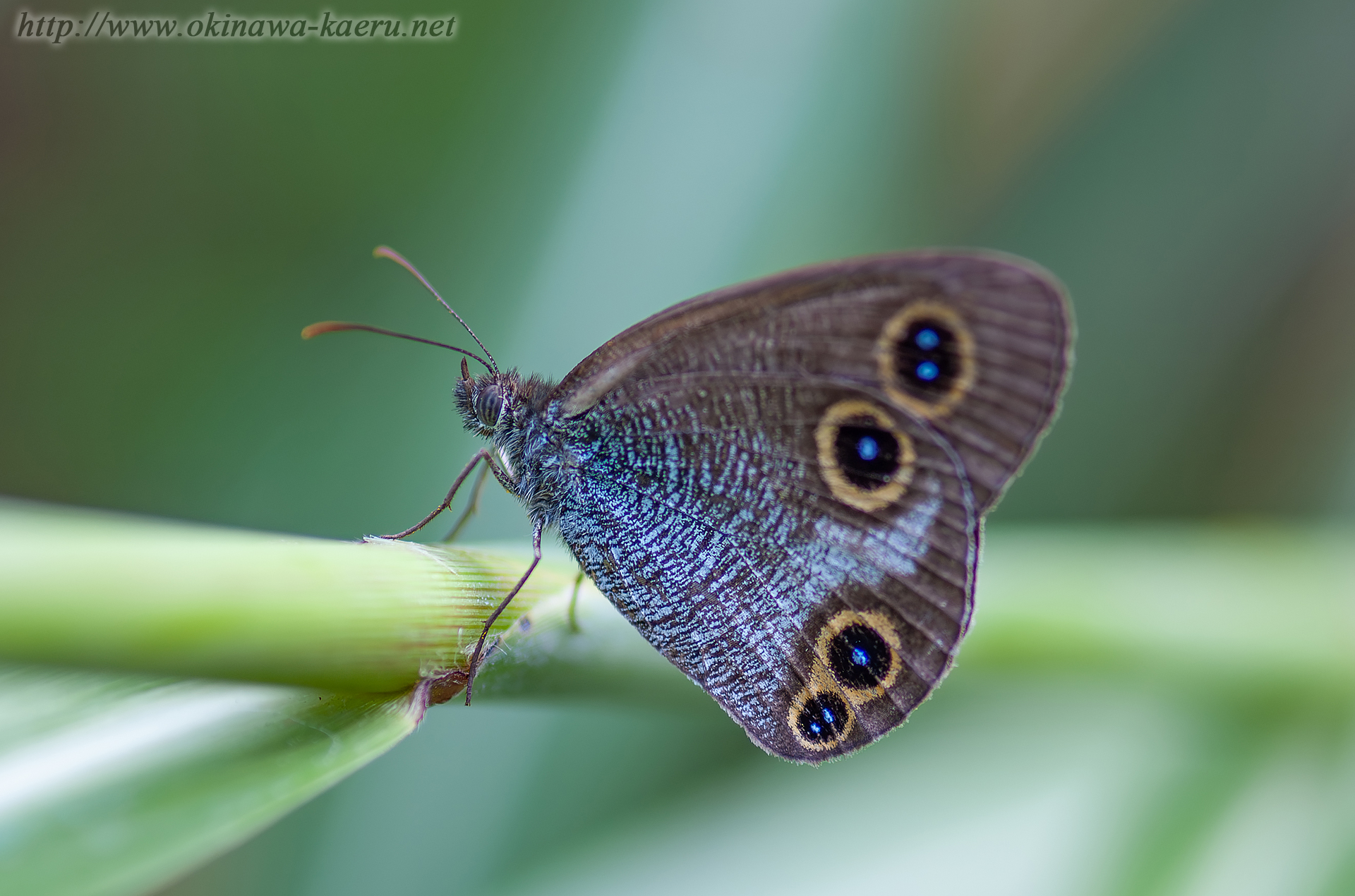 リュウキュウウラナミジャノメの画像