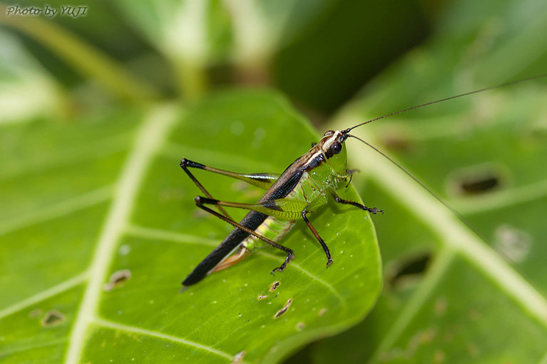 ササキリ Conocephalus melas