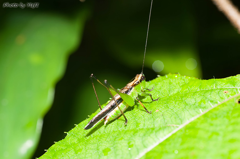 ササキリ Conocephalus melas