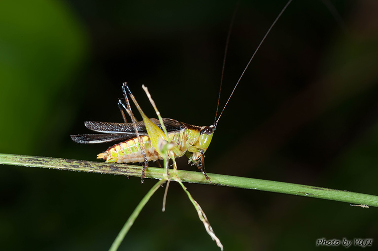 ササキリ Conocephalus melas