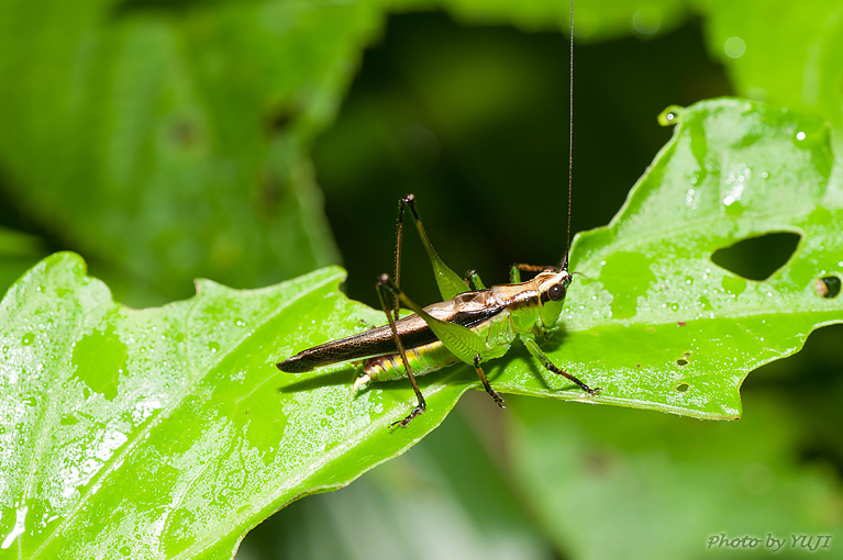 ササキリ Conocephalus melas