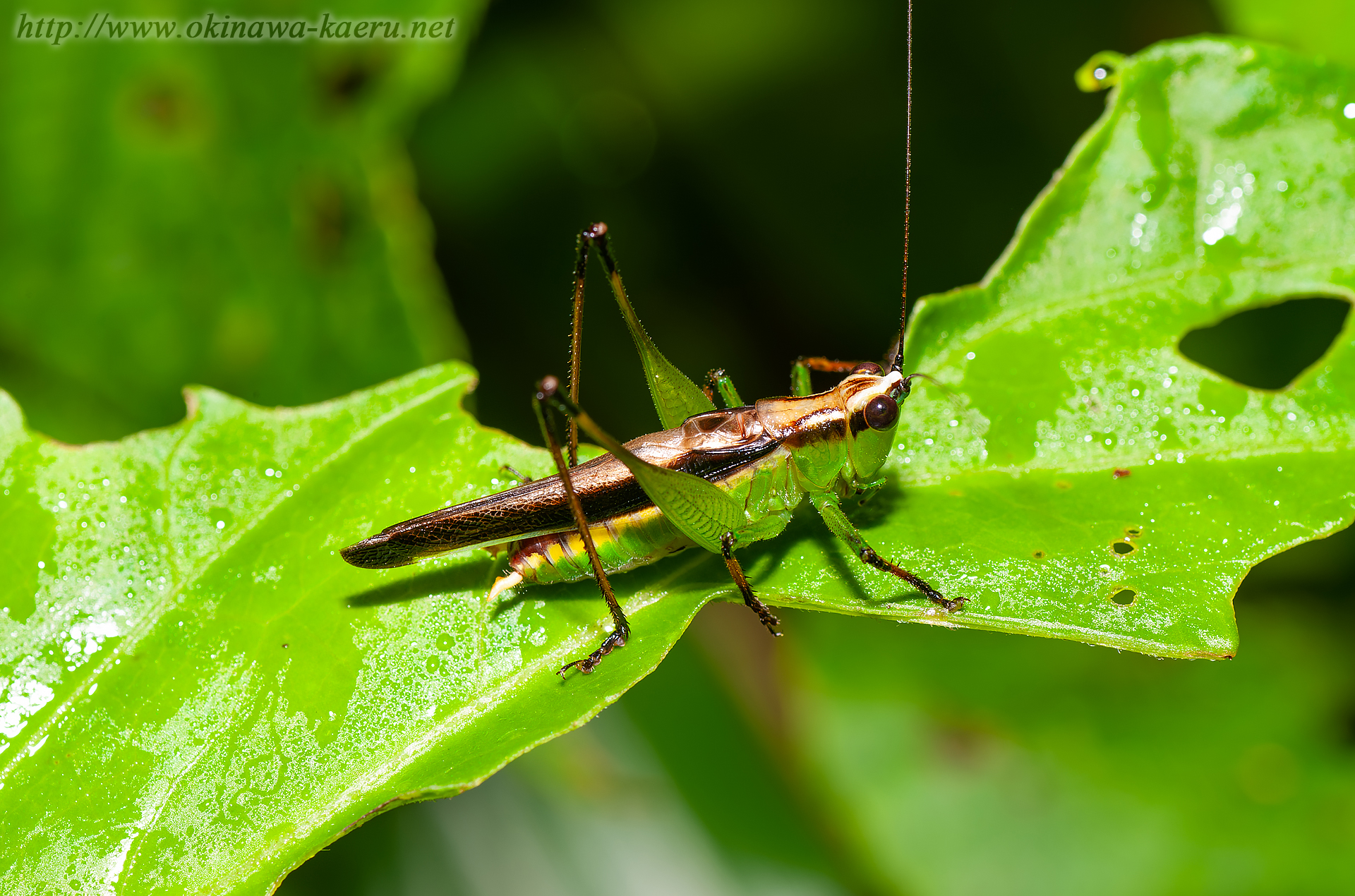 ササキリの画像