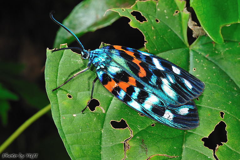 サツマニシキ Erasmia pulchella