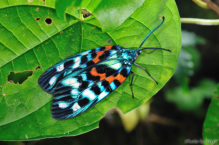 サツマニシキ Erasmia pulchella