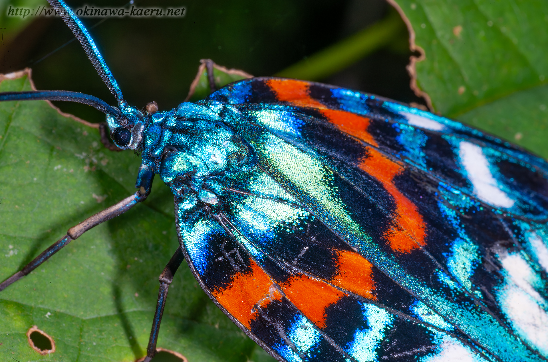 サツマニシキの画像