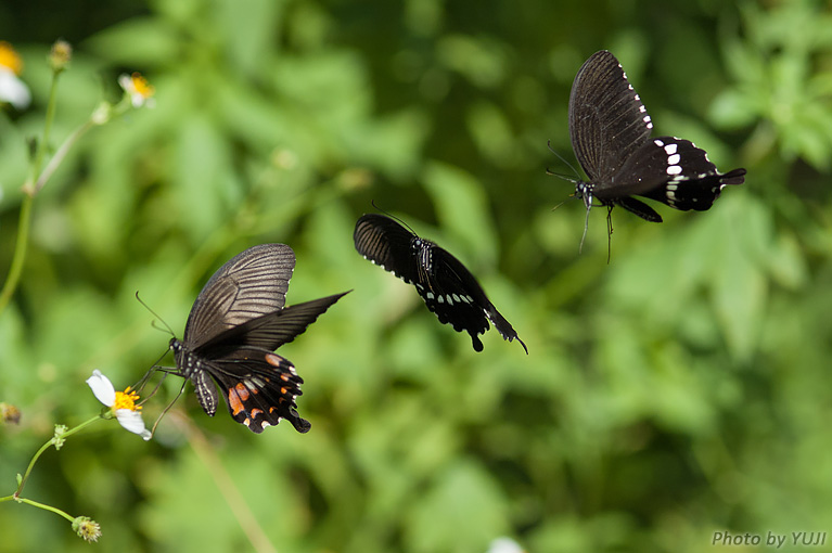 シロオビアゲハ Papilio polytes