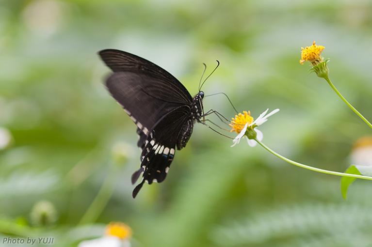 シロオビアゲハ Papilio polytes