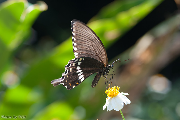 シロオビアゲハ Papilio polytes