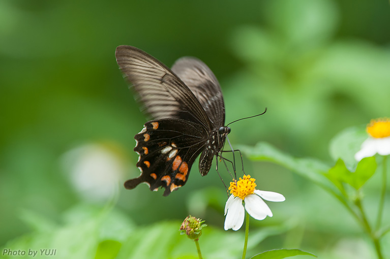 シロオビアゲハ Papilio polytes