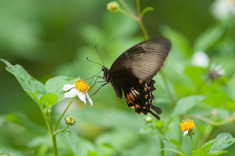 シロオビアゲハ Papilio polytes